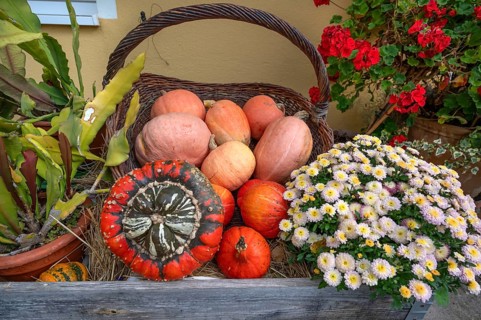Decorated pumpkins in a basket, Bavaria, Germany