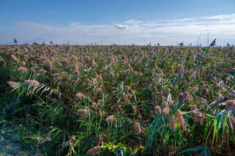 Reed, thatch (Phragmites australis) on the lagoon, Ahrenshoop, Darß, Mecklenbnurg-Western