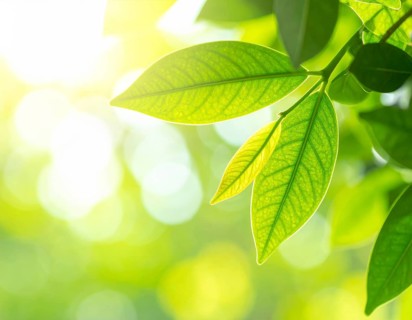 Natural green leaves plants, spring ans summer background cover page, golden soft light, green and