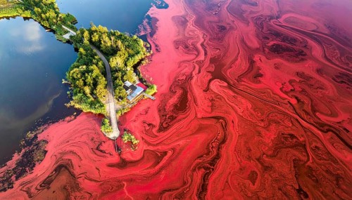 Red algae plant on the lake. abstract ecology nature concept, wild landscape with vibrant red