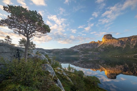 Morning dream over the quiet Steigtindvatnet near Bodø. Pine and reflection of Mount Steigtinden in