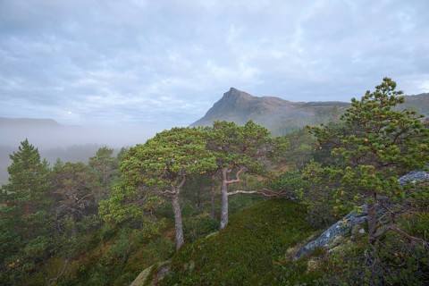 Fairytale dwarf pine forest in morning fog on Steigtindvatnet in front of the majestic Litltind in