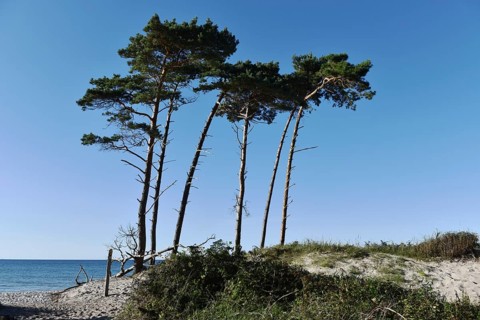 Windflüchter, pine trees on the Darß on the Baltic Sea, Mecklenburg-Western Pomerania, Germany