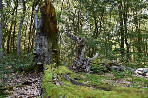 Dead wood in beech forest, Darß primeval forest, Darßer Wald, Mecklenburg-Western Pomerania,