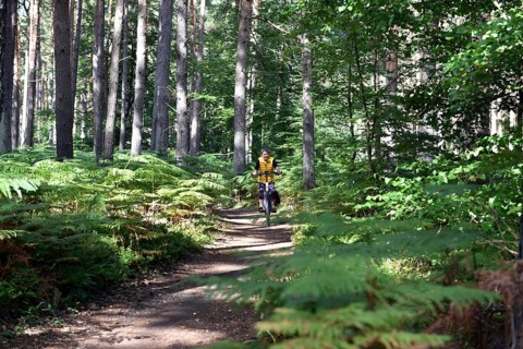 Woman riding a bicycle in a pine forest, Darß Primeval Forest, Mecklenburg-Western Pomerania,