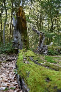 Dead wood in beech forest, Darß primeval forest, Darßer Wald, Mecklenburg-Western Pomerania,