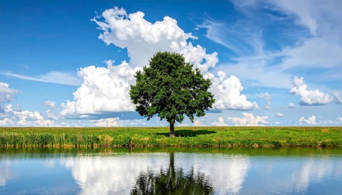 Single and lonely tree near to a lake, meadow and lot of wild grass around, hilly wilderness