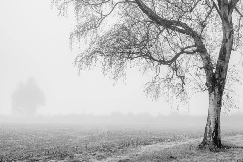 A single tree stands in a foggy field, creating a melancholy and lonely atmosphere in a monochrome