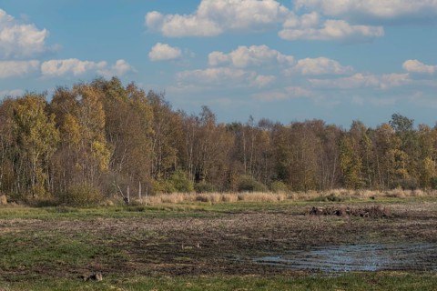 Zwillbrocker Venn, nature reserve, Zwillbrock, Vreden, Münsterland, North Rhine-Westphalia, Germany