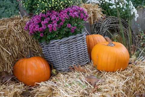 Orange pumpkins and purple chrysanthemums in a basket on straw bales, Münsterland, North