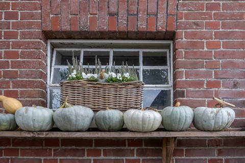 Pumpkins on wooden shelf in front of a window on brick wall. Basket with flowers, Münsterland,