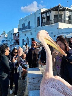 Pelican in front of Little Venice, Chora, Mykonos Town, Mykonos, Cyclades Islands, Greece