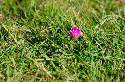 The red blossom of meadow clover, also known as red clover, sets an interesting color accent on a