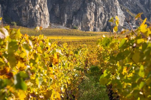 Vineyard landscape in autum colours, vibrant yellow and orange. In background large mountain wall.