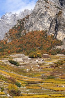 Beautiful vineyard landscape vertical, vine displays stunning colours, yellow and orange. In