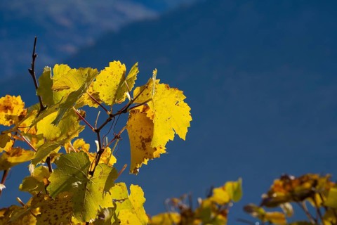 Vine leaves in autum colour yellow and orange. In background large mountain as dark background.