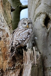Hawk owl (Strix uralensis), adult, in winter, on tree trunk, Bohemian Forest, Czech Republic,