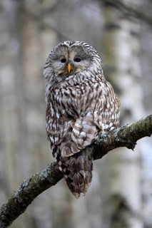 Hawk owl (Strix uralensis), adult, in winter, on tree, Bohemian Forest, Czech Republic, Europe,