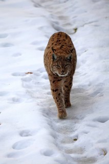 Carpathian lynx (Lynx lynx carpathicus), adult, in winter, in snow, running, stalking, alert,