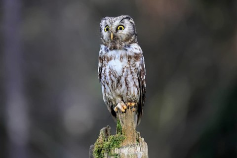 Roughfoot owl (Aegolius funereus), groufoot owl, adult, perch, alert, in winter, Bohemian Forest,
