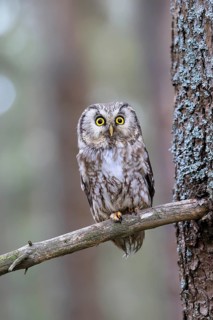 Roughfoot owl (Aegolius funereus), groufoot owl, adult, on tree, alert, in winter, Bohemian Forest,