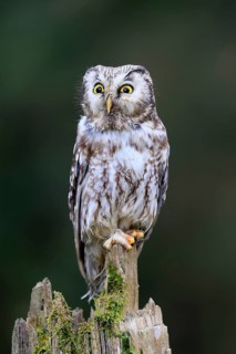 Roughfoot owl (Aegolius funereus), groufoot owl, adult, perch, alert, in winter, Bohemian Forest,