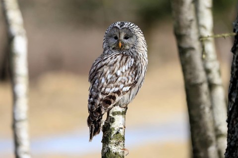 Hawk owl (Strix uralensis), adult, in winter, perch, alert, Bohemian Forest, Czech Republic,