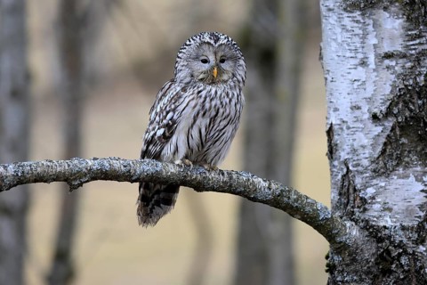 Hawk owl (Strix uralensis), adult, in winter, on branch, alert, Bohemian Forest, Czech Republic,