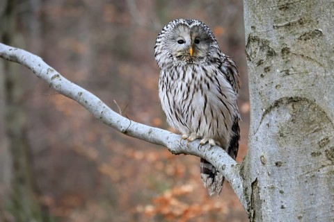 Hawk owl (Strix uralensis), adult, in winter, on tree, on tree trunk, Bohemian Forest, Czech