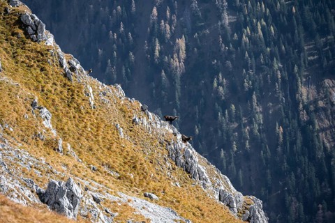 Two chamois on a steep rock with forests in the background, eastern Karwendel, Tyrol, Austria