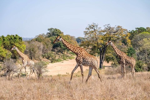 Three cape giraffes (Giraffa giraffa giraffa), African savanna, Kruger National Park, South Africa