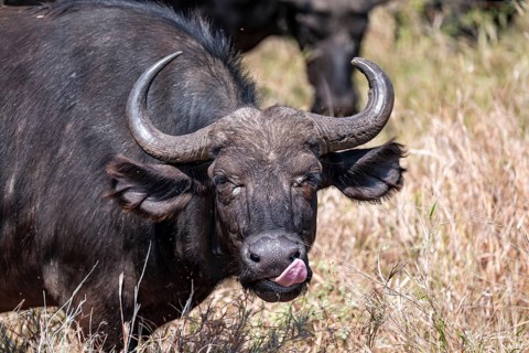Kaffir buffalo (Syncerus caffer caffer), animal portrait, Kruger National Park, South Africa