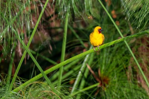Reed weaver (Ploceus castanops), bird sitting on papyrus stalk, Mabamba swamp, Lake Victoria,