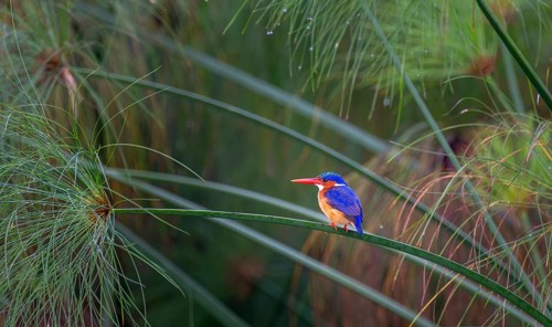 Crest dwarf (Corythornis cristatus), bird sitting on a reed leaf, Mabamba swamp, Lake Victoria,