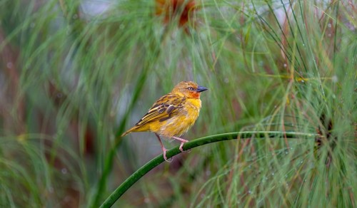 Reed weaver (Ploceus castanops), female, bird sitting on papyrus stalk, Mabamba swamp, Lake