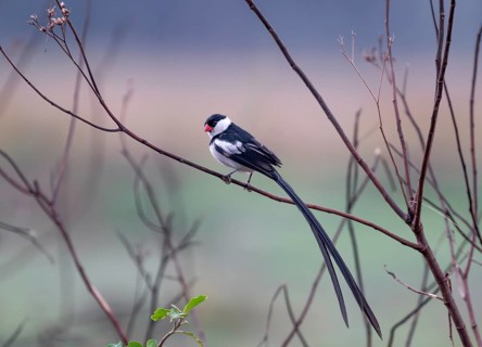 Dominican widow (Vidua macroura) in brood dress, Uganda