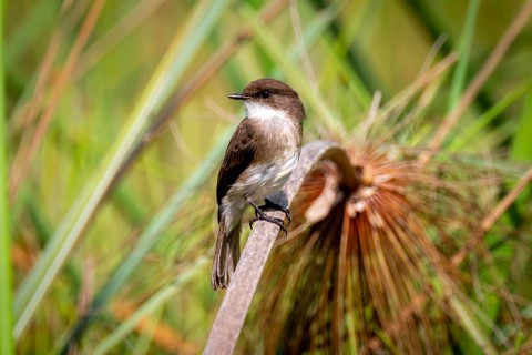 White-bellied Phoebetyrane (Sayornis phoebe), Mabamba Swamp, Lake Victoria, Uganda