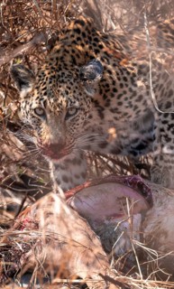 Leopard (Panthera pardus) feeding on a kill, adult, Kruger National Park, South Africa