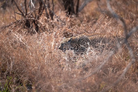 Leopard (Panthera pardus), female in dry grass, adult, Kruger National Park, South Africa