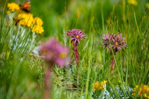 Berg Houseleek or Liveforever (Sempervivum), Valais Alps, Valais, Switzerland