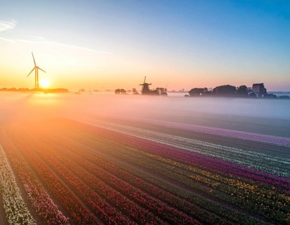 Fog covered landscape in sunrise with tulip fields and windmill in background, AI generated