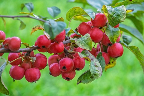 Ornamental apple tree (Malus spec.), with fruits, Münsterland, North Rhine-Westphalia, Germany