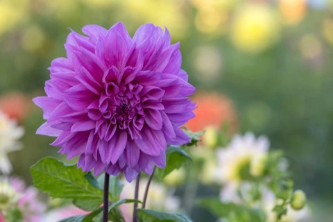Dahlia (Dahlia), purple, Münsterland, North Rhine-Westphalia, Germany