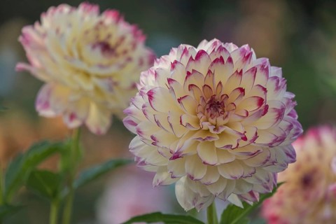 Dahlia (Dahlia), Münsterland, North Rhine-Westphalia, Germany