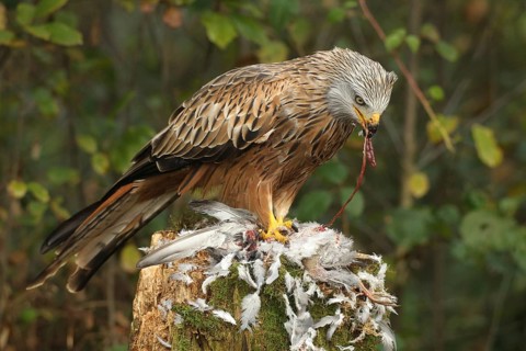 Red kite (Milvus milvus) eats on captured domestic pigeon (Columba livia domestica) Allgäu, Bayern,