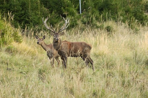 Red deer (Cervus elaphus) strong deer with female piece secure in tall, dry old grass, Allgäu,