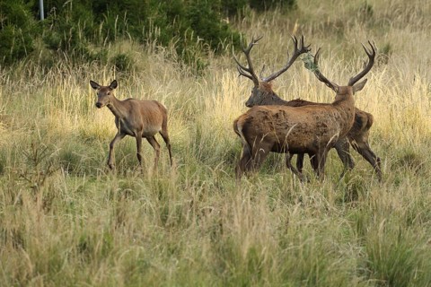 Red deer (Cervus elaphus) deer and female animal in evening light, in tall, dry old grass, one with