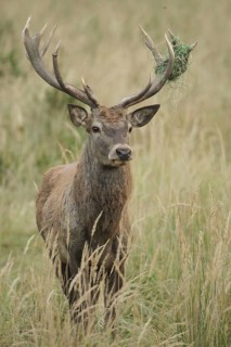 Red deer (Cervus elaphus) deer with wire mesh in left antler pole, Allgäu, Bavaria, Germany,