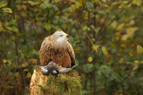 Red kite (Milvus milvus) on captured domestic pigeon (Columba livia domestica) observing flying