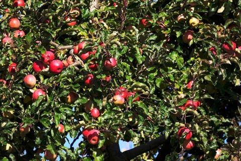 Tree with ripe apples, autumn, Germany